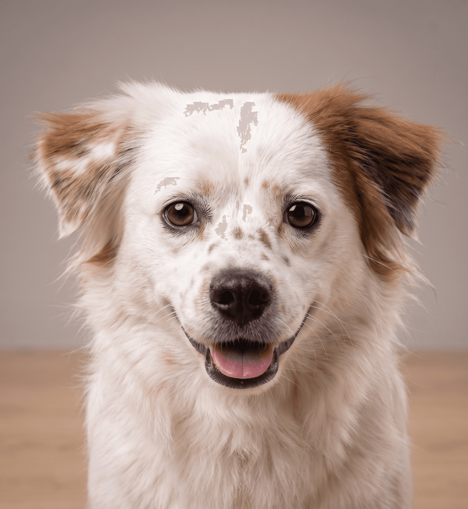 Shimmer, a Shih Tzu Poodle mix wearing a Pawdex QR collar tag — digital pet passport