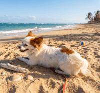 Shimmer on her first beach trip