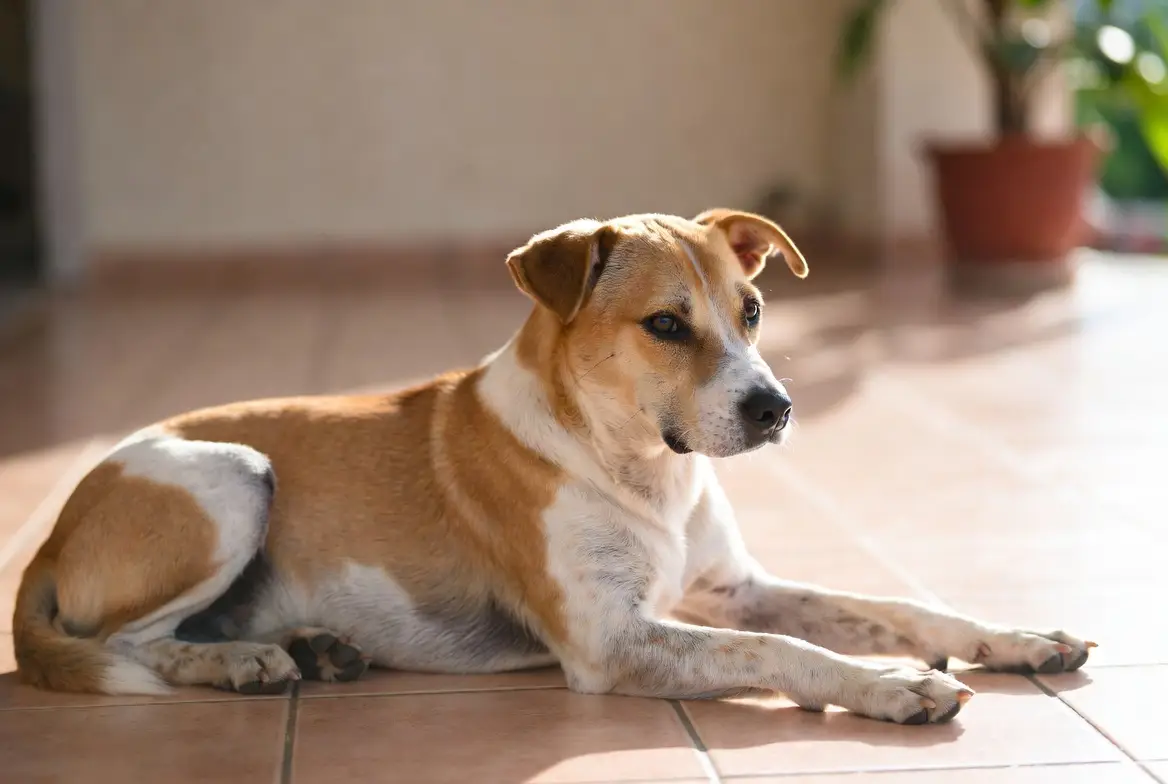 A happy Aspin (Asong Pinoy) mixed-breed dog with a short tan and white coat resting on a Filipino home patio in soft afternoon light